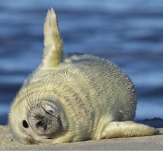 junge Kegelrobbe am Strand